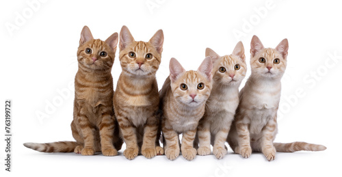 Row of 5 red and red silver purebred European Shorthair cat kittens, sitting beside each other on perfect row. All looking towards camera. isolated on white background.
