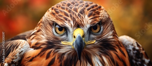 A closeup shot of a Bird of prey from the family Accipitridae, possibly a Falcon or Eagle, with a striking yellow beak, gazing directly at the camera