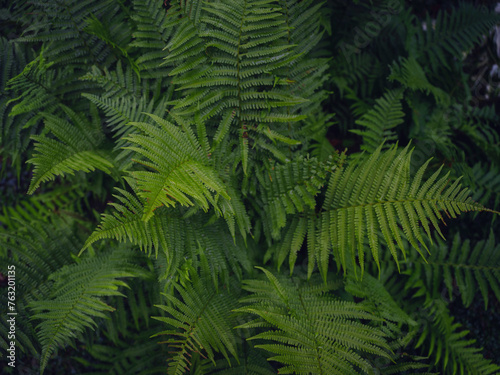 Beautiful ferns leaves green foliage. Close up of beautiful growing ferns in forest or park. Rainforest jungle landscape. Green plants nature wallpaper. Organic nature background. © YURII Seleznov