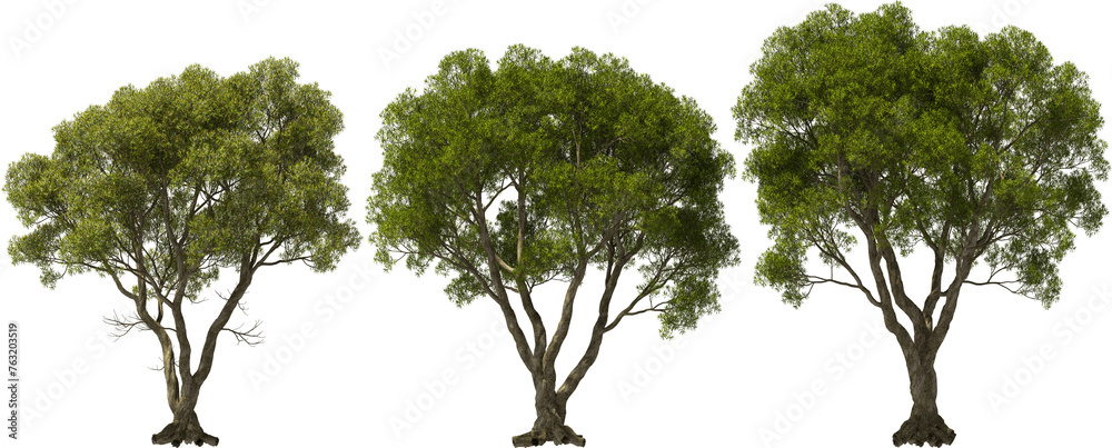 australian tea tree hq arch viz cutout plants