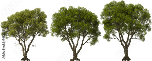 Obraz na płótnie australian tea tree hq arch viz cutout plants w salonie