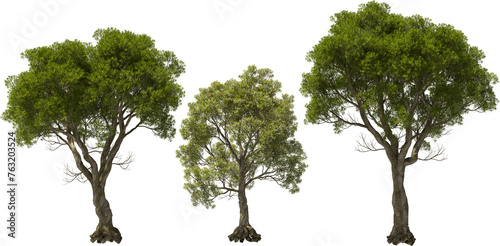 australian tea tree hq arch viz cutout plants