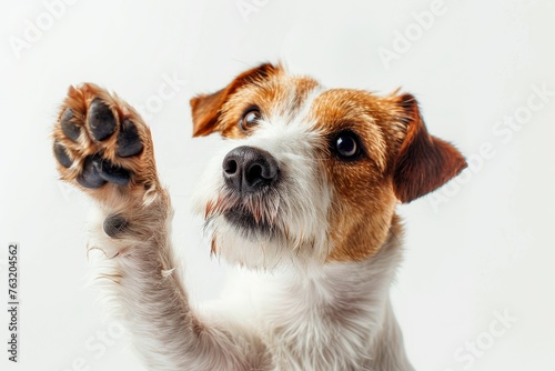Close-up of a cute Jack Russell Terrier - With a paw raised, this adorable Jack Russell Terrier captures hearts with his expressive brown eyes