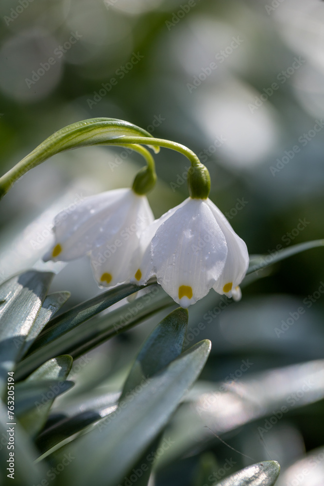 Fototapeta premium White snowdrop flowers. Early spring blooming flowers. Delicate little flowers. Leucojum vernum L. Snowdrop flower with dew drops