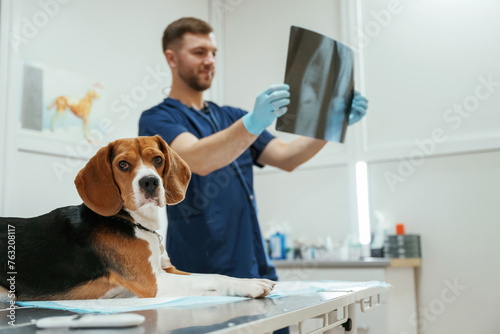 Examining x-ray. Male veterinarian is working with beagle dog in the clinic