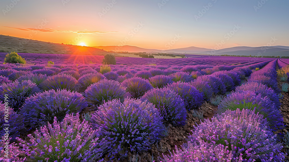 Fototapeta premium sunset over the lavender fields with a clear sky, with empty copy space