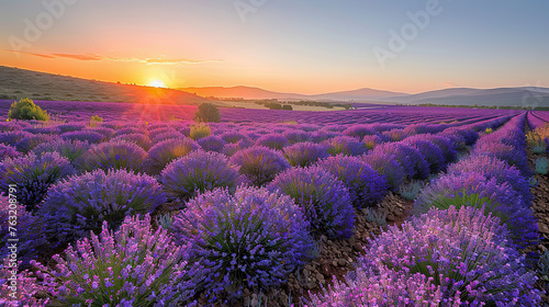 sunset over the lavender fields with a clear sky  with empty copy space