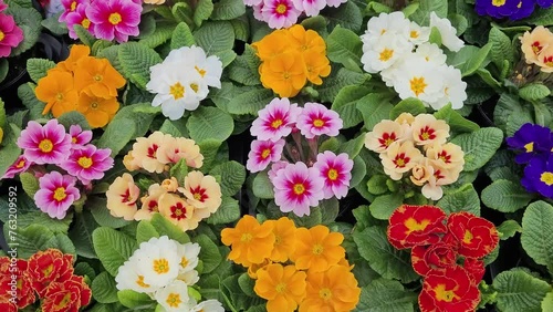 Top view of various violets in small pots
