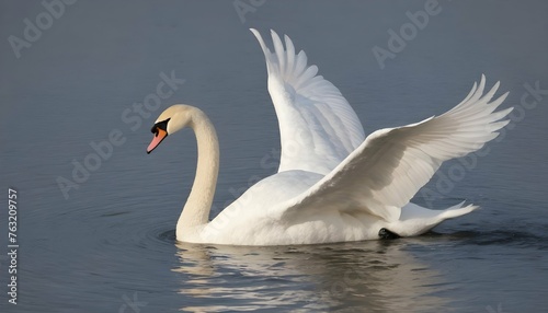 A Swan With Its Wings Half Opened Gliding Gracefu Upscaled