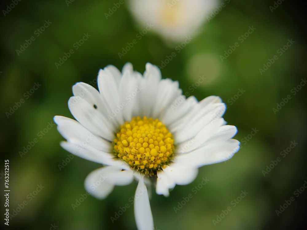Obraz premium daisy flower