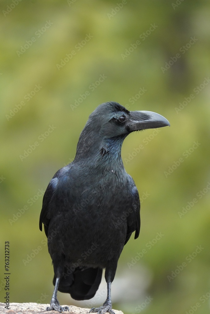 Obraz premium The large-billed crow is a widespread Asian species of crow.