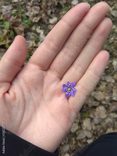 The left palm of a woman with a blue flower between her fingers against the background of the earth.