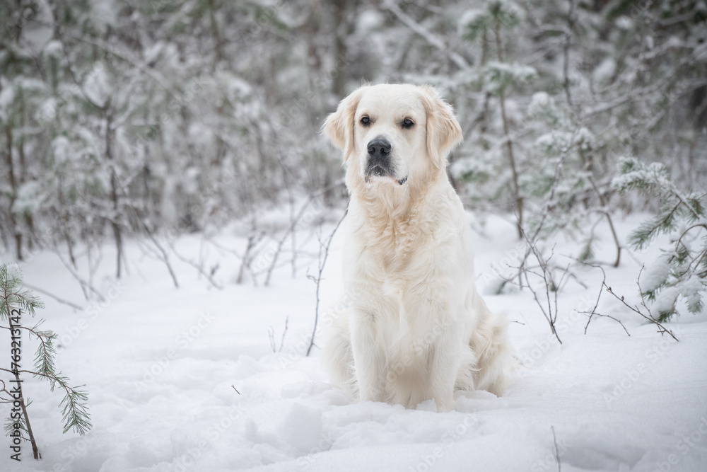 Beautiful white golden retriever outside in snow during winter season Beautiful white golden retriever outside in snow during winter season