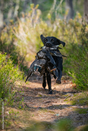 Beautiful labrador retriever carrying a shot down game.