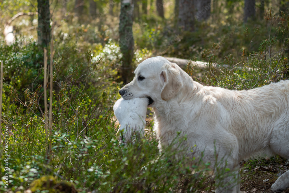 Beautiful golden retriever carrying a shot down game. Beautiful golden retriever carrying a shot down game.