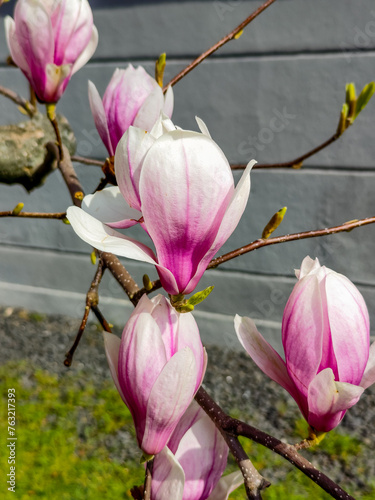 Magnolia flower in the garden, close up photo with selective focus.
