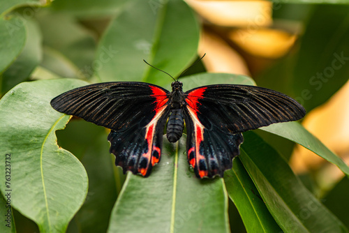 Black-red Butterfly Papilio rumanzovia on a green leaf photo