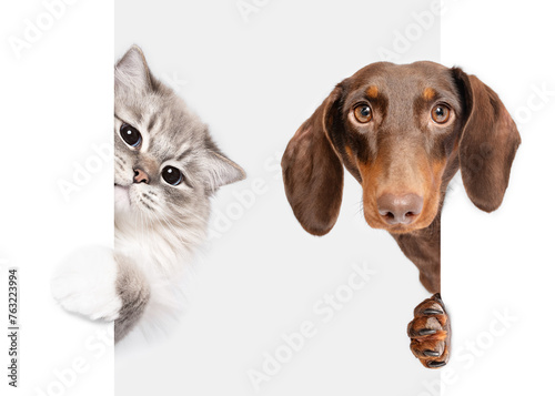 Dachshund dog and Ragdoll cat best friends peeking on white studio background banner
