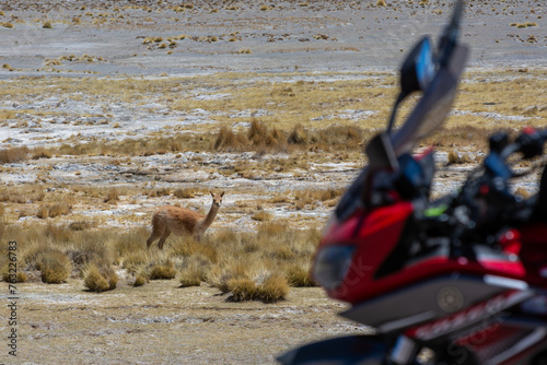 Paisaje de montaña con una vicuña y una motocicleta en viaje desenfocada en primer plano
