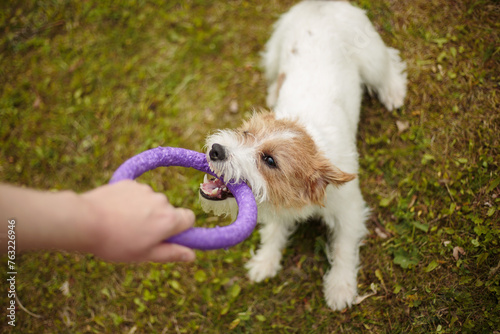 jack russel play with ring puller