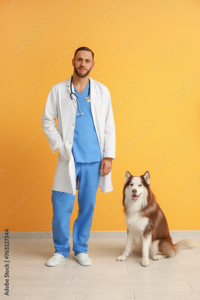 Veterinarian with cute Husky dog near orange wall
