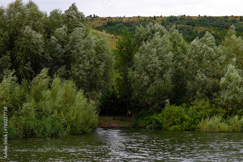 Trees growing on the shore of Bakota Bay on Dniester river, Ukraine. Cloudy summer day