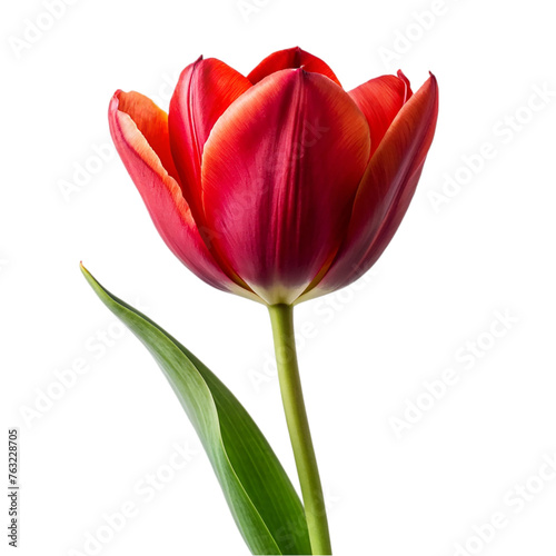 Red tulip flower. isolated on transparent background.