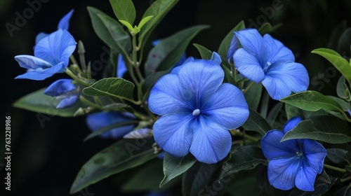 three blue Ruellia angustifolia flowers 6496