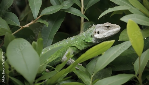A Lizard With Its Body Hidden Among Thick Foliage Upscaled 2 © Tarannum