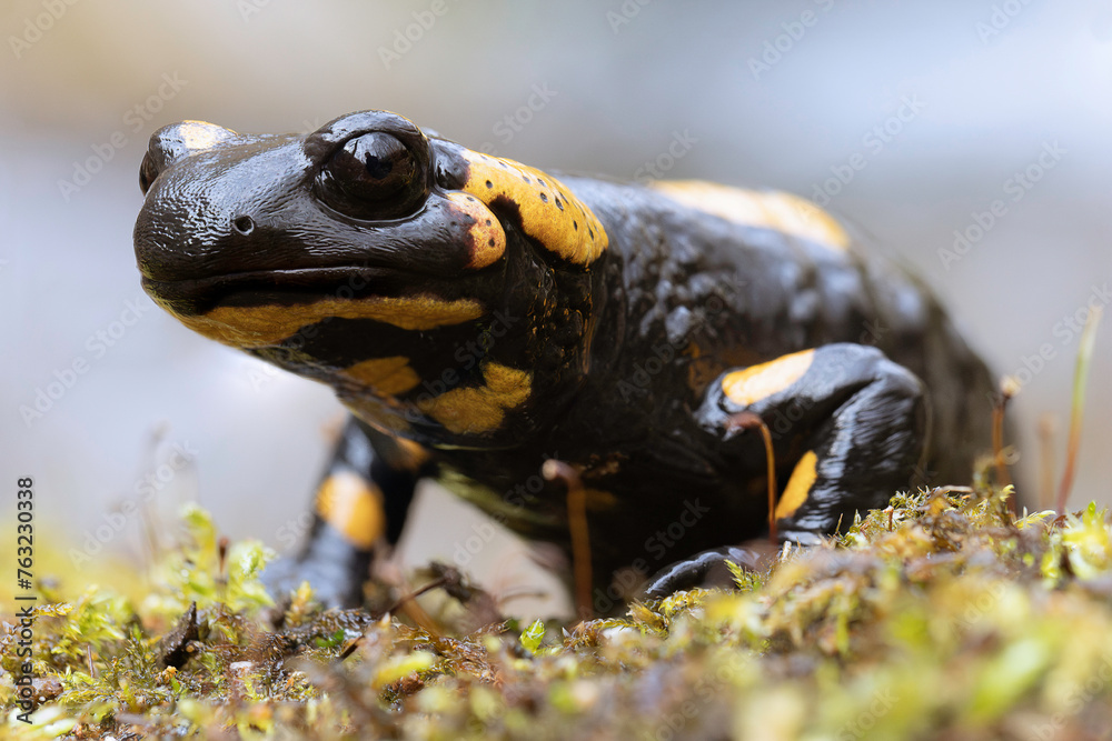 colorful salamander in natural habitat colorful salamander in natural habitat