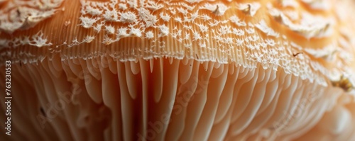 Close-up of detailed mushroom gills