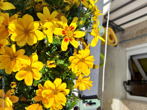 Blühende Bidens im Balkonkasten