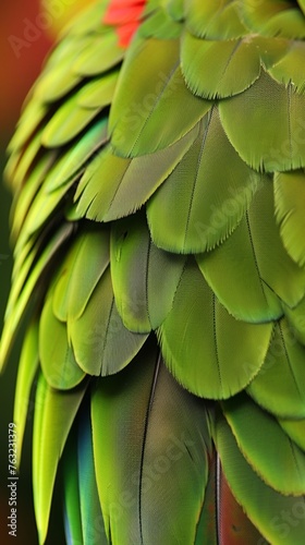Close-up of parrot feathers