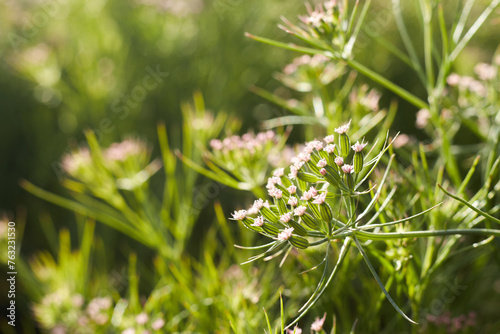 Most popular cumin seeds plant in Egyptian field,unripped cumin crop dry plants,The most widely used spice is cumin or plant,Carum or Caraway and carvi. cumin flower.
