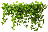 Jungle vine hanging ivy plant bush with transparency