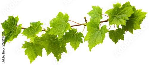 Grape leaves vine branch with transparency