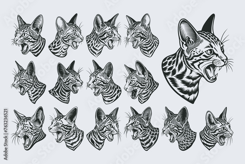 Hand drawn meowing ocicat pet head in side view illustration design bundle