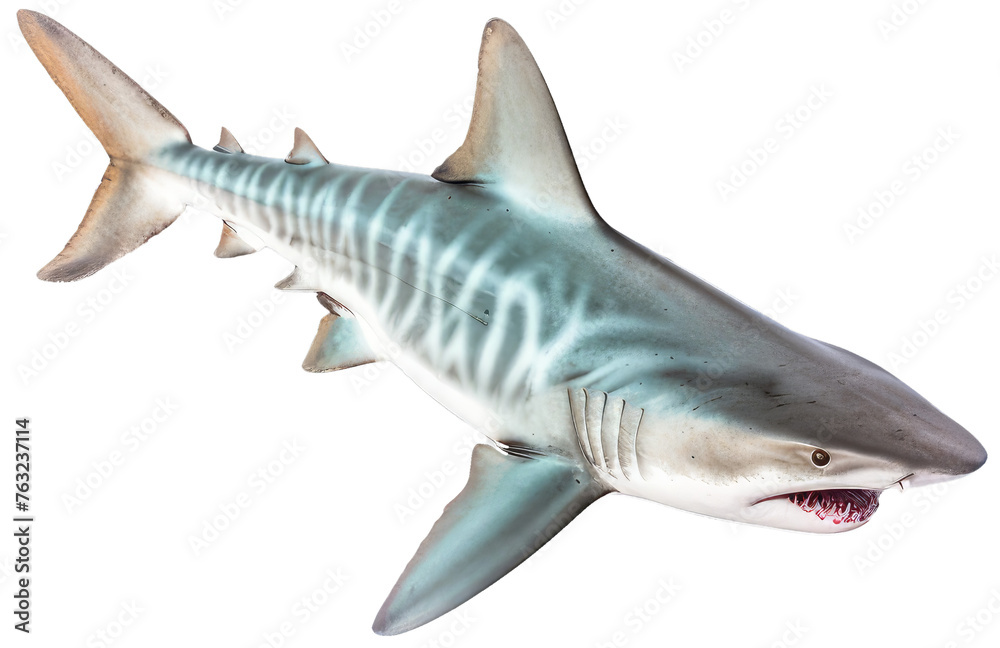 Shark attack with transparent backShark attack with transparent backgroundground Shark attack with transparent backShark attack with transparent backgroundground