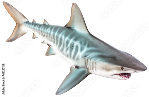 Shark attack with transparent backShark attack with transparent backgroundground