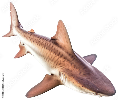 Shark attack with transparent backShark attack with transparent backgroundground photo