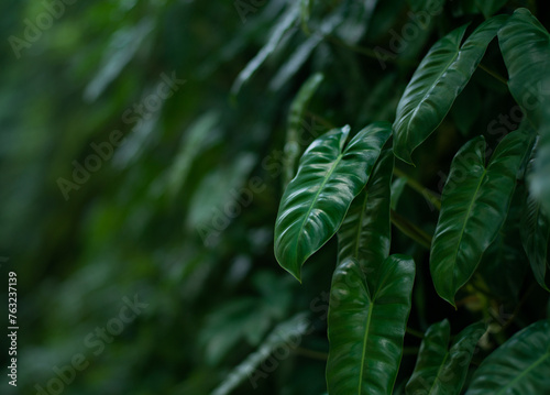 Philodendron erubescens leaves tropical forest plant background with copy space