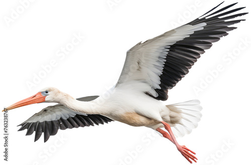 Stork in flight with transparent background