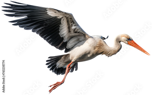 Stork in flight with transparent background