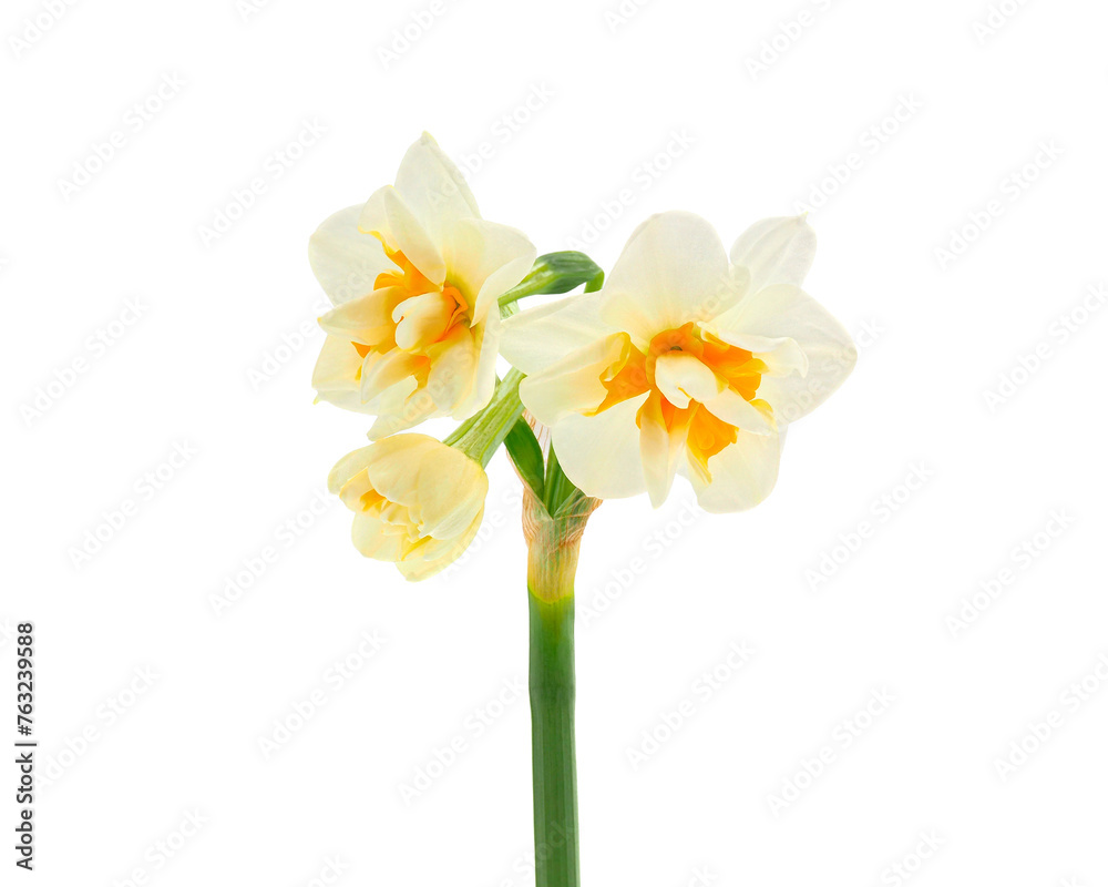 Paperwhite narcissus flowers isolated on white background, Narcissus papyraceus Paperwhite narcissus flowers isolated on white background, Narcissus papyraceus