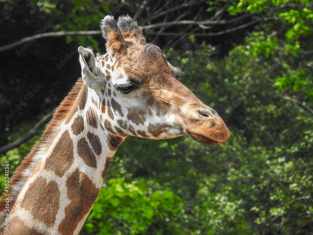 Obraz premium こんな首の長い動物はほかにいません。