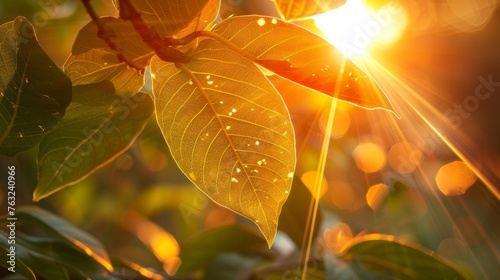 Sunlight shining through leaves with water droplets