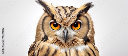 A close up of an Eastern Screech owls face  with detailed features like its hairlike feathers  sharp beak  and piercing eyes  set against a clean white background
