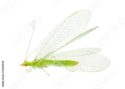 Common green lacewing isolated on white background, Chrysoperla carnea