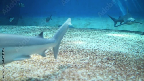 blue shark (Prionace glauca) photo