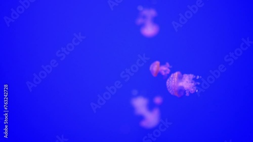 Jellyfish - major non-polyp form phylum Cnidaria photo